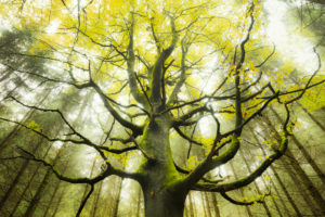 Tree, wood, branches, twigs, leaves, autumn, moss, beech, mystic, mood, Tree, wood, branches, twigs, leaves, autumn, moss, beech, mystic, mood,